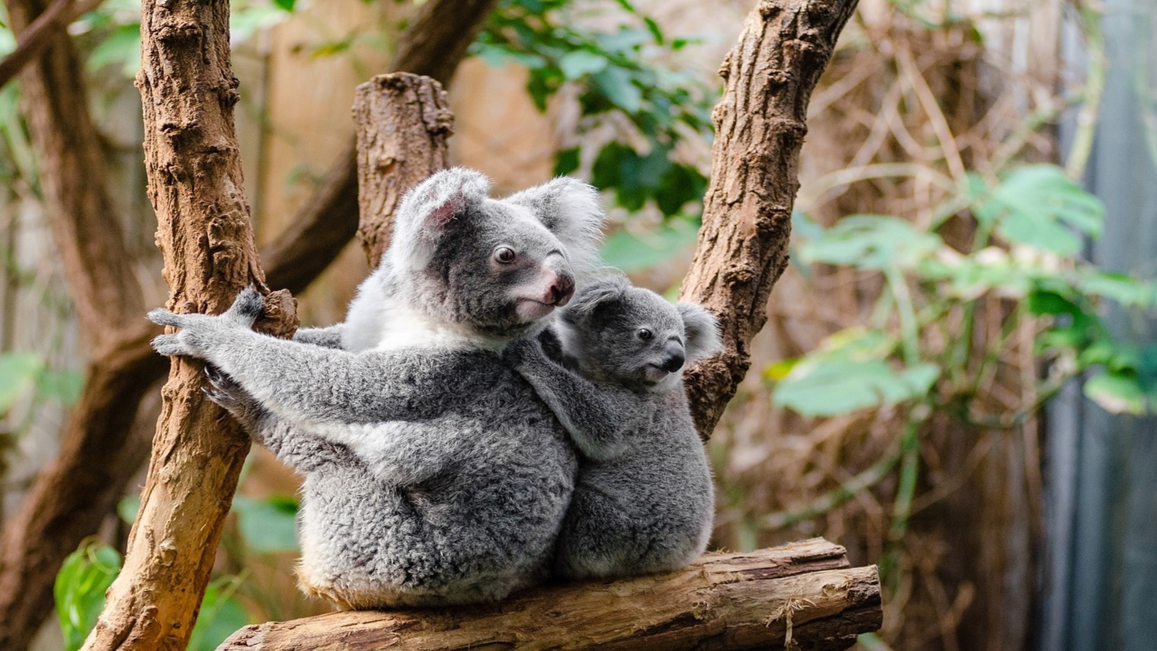Koalas Are Finally Returning To The Wild After The Wildfires