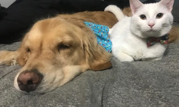 Giant Dog Turns Into A ‘Softie’ After Adopting Tiny Kitten With Thumbs