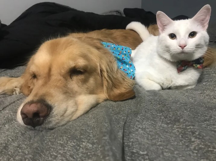 Giant Dog Turns Into A ‘Softie’ After Adopting Tiny Kitten With Thumbs