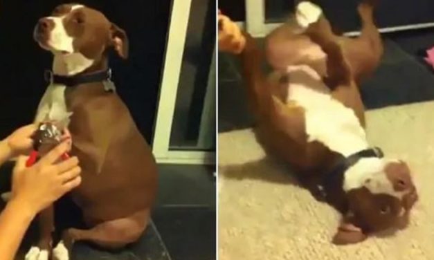 Pit Bull Performs Oscar Worthy Performance To Avoid Getting Nails Clipped