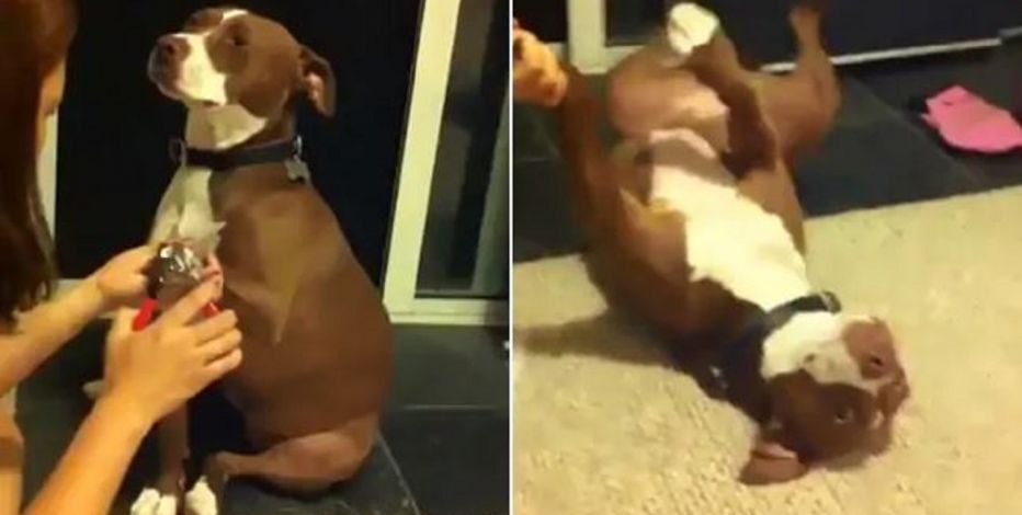 Pit Bull Performs Oscar Worthy Performance To Avoid Getting Nails Clipped