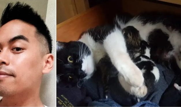 Man Walks Into His Home To Find a Stray Cat Giving Birth To Little Kittens