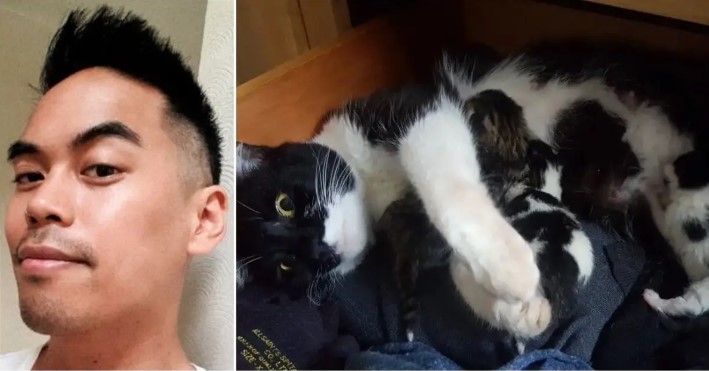 Man Walks Into His Home To Find a Stray Cat Giving Birth To Little Kittens