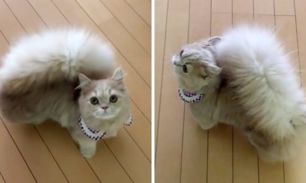 Meet Bell, The New Insta Star With The Most Magnificent Tail Ever