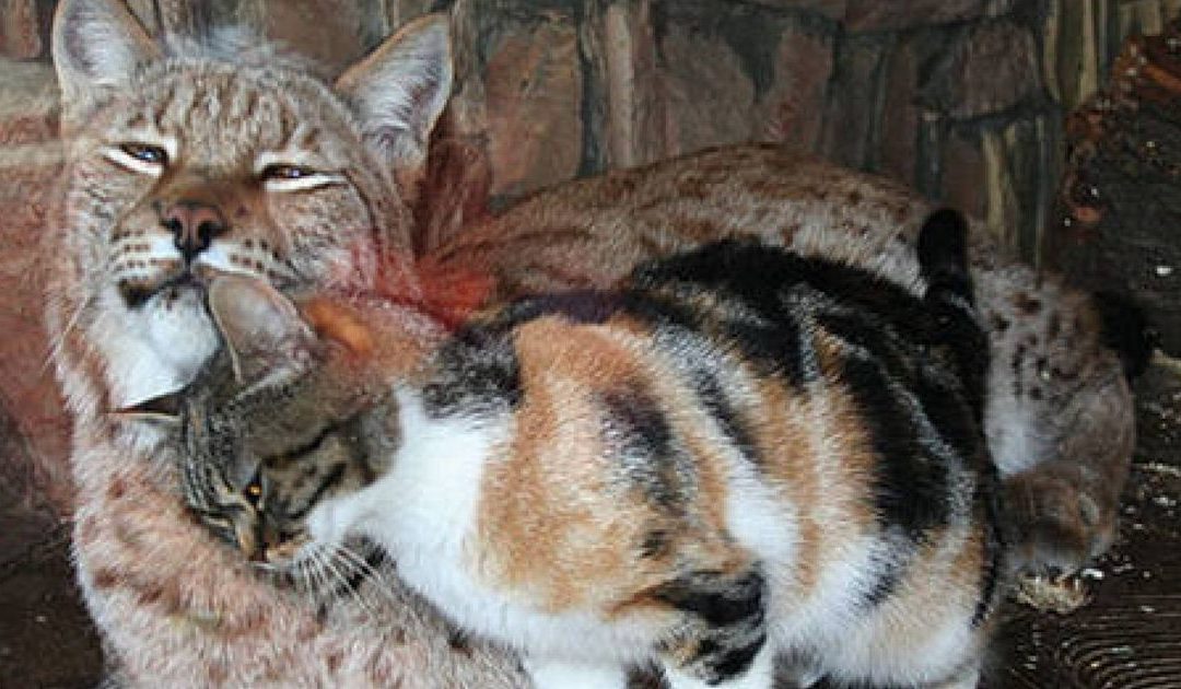 Stray Cat Sneaks Into a Zoo And Becomes Best Friends With a Lynx
