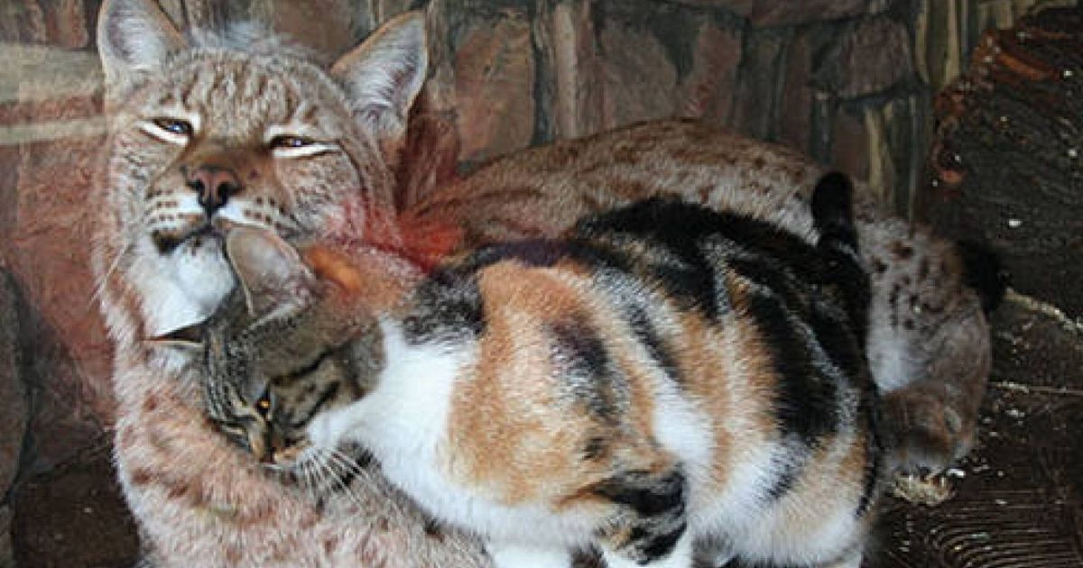 Stray Cat Sneaks Into a Zoo And Becomes Best Friends With a Lynx