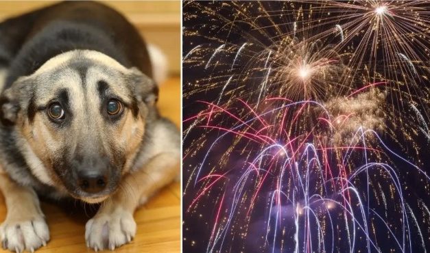 Italian Town Uses Silent Fireworks To Help Animals