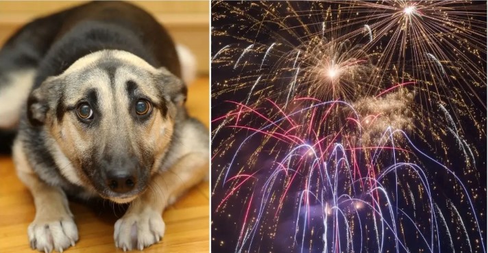 Italian Town Uses Silent Fireworks To Help Animals