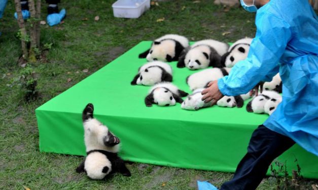 A Baby Panda Daycare Open For Visitors Exists And It’s A Must Visit Place