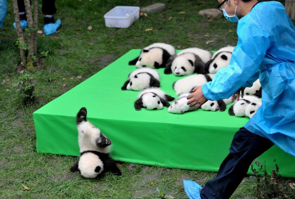 A Baby Panda Daycare Open For Visitors Exists And It’s A Must Visit Place