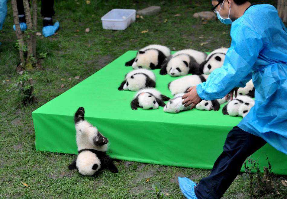 A Baby Panda Daycare Open For Visitors Exists And It’s A Must Visit Place