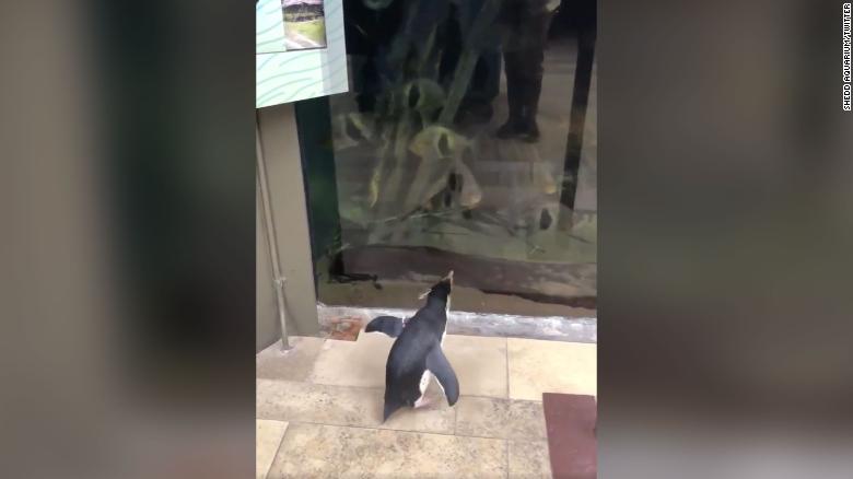 Aquarium Closed To Visitors As Prevention, Penguins Use The Opportunity To Explore And Visit The Other Animals