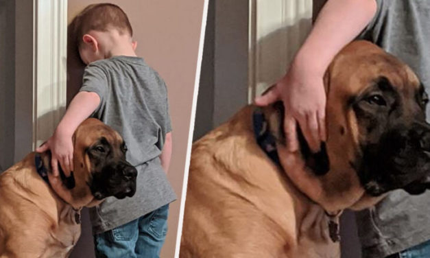 Adorable Photo Of Dog Keeping Boy Company While Time-Outed By His Parents