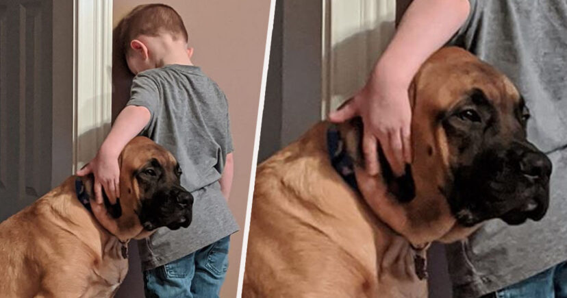 Adorable Photo Of Dog Keeping Boy Company While Time-Outed By His Parents