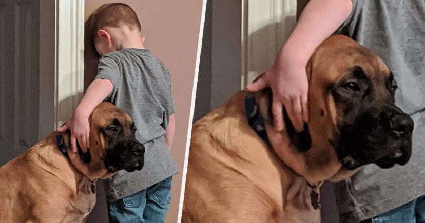Adorable Photo Of Dog Keeping Boy Company While Time-Outed By His Parents
