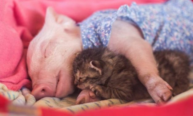 Adorable Rescue Piglet And Kitten Become Best Friends