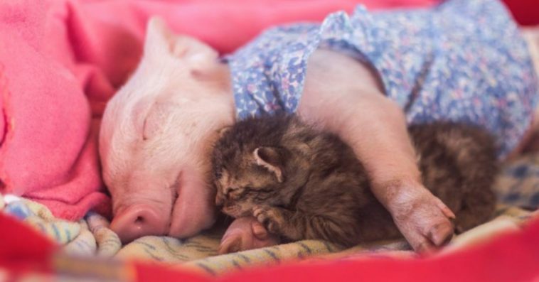 Adorable Rescue Piglet And Kitten Become Best Friends