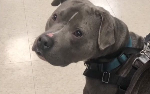One Dog Left Behind After Alone, As The Other 299 Dogs Find Forever Home