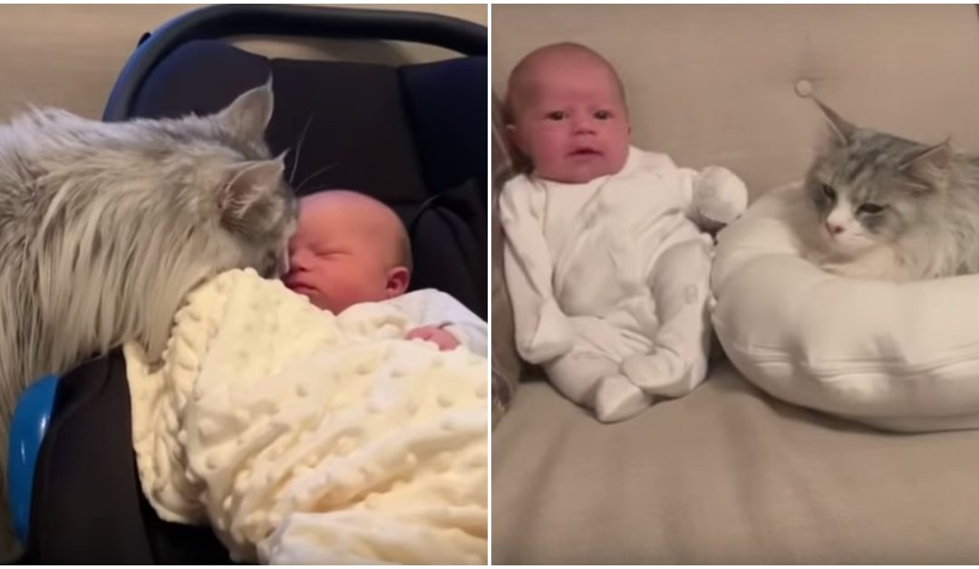 Meet Milo, A Cat That Can’t Help Himself From Falling In Love With His Human Baby Sister