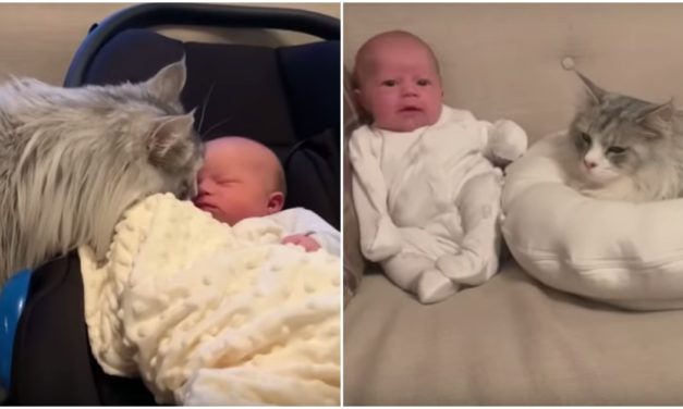 Meet Milo, A Cat That Can’t Help Himself From Falling In Love With His Human Baby Sister