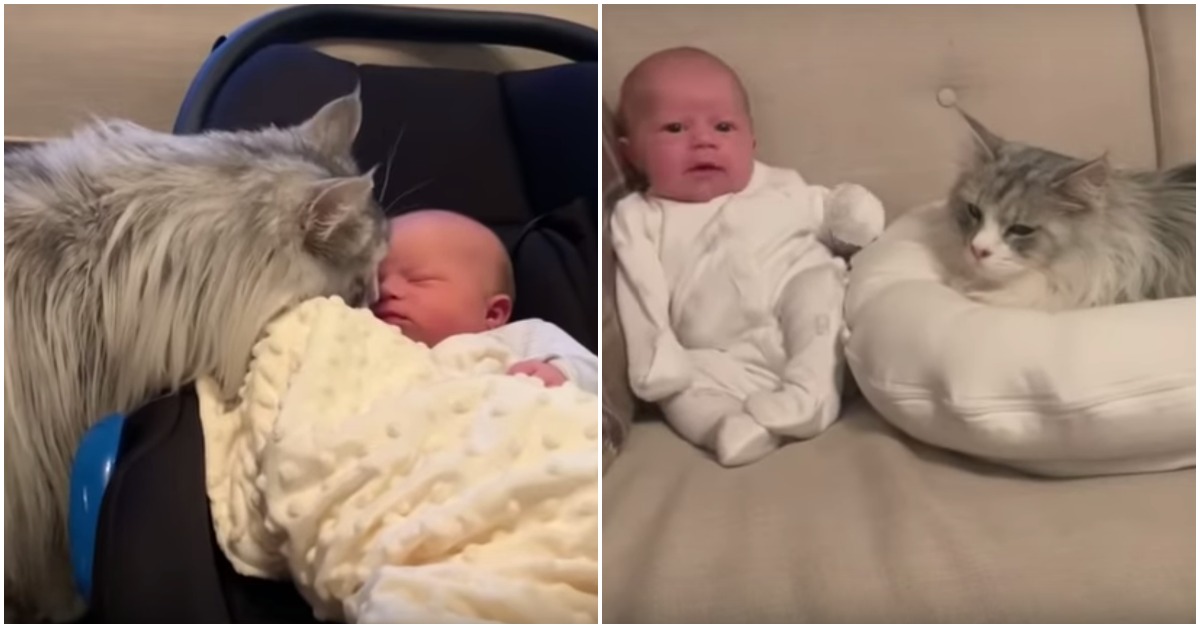 Meet Milo, A Cat That Can’t Help Himself From Falling In Love With His Human Baby Sister