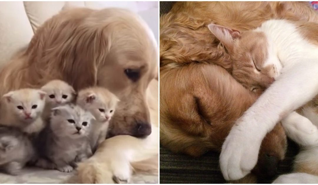 Golden Retriever Falls In Love With 5 Newborn Kittens