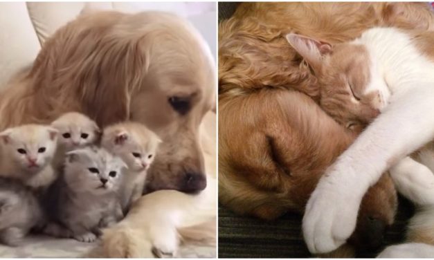 Golden Retriever Falls In Love With 5 Newborn Kittens