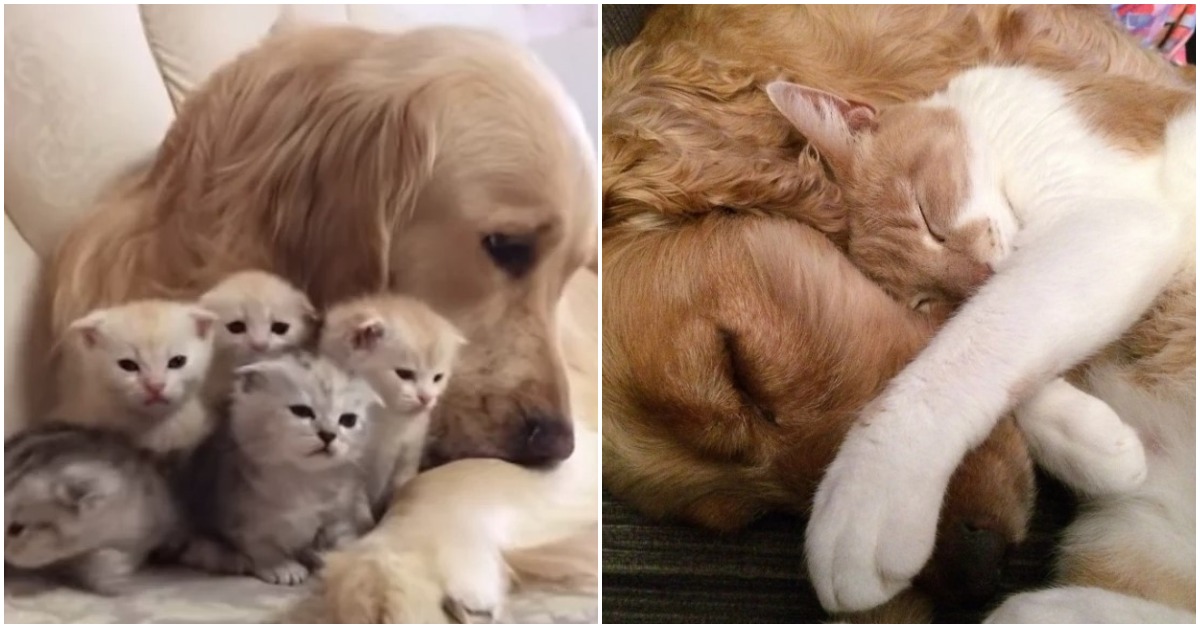 Golden Retriever Falls In Love With 5 Newborn Kittens