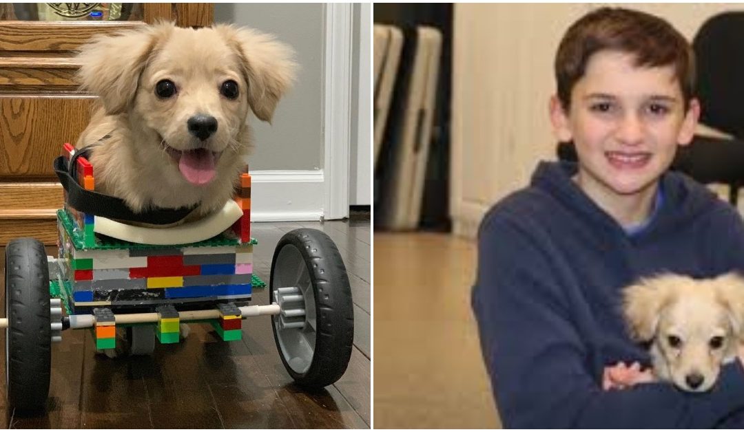 12-Year-Old Boy Designs Lego Wheelchair For Abandoned Disabled Pup