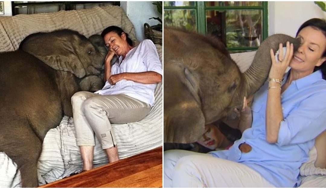 Baby Elephant Follows The Woman Who Saved Him Everywhere, They Are Inseparable