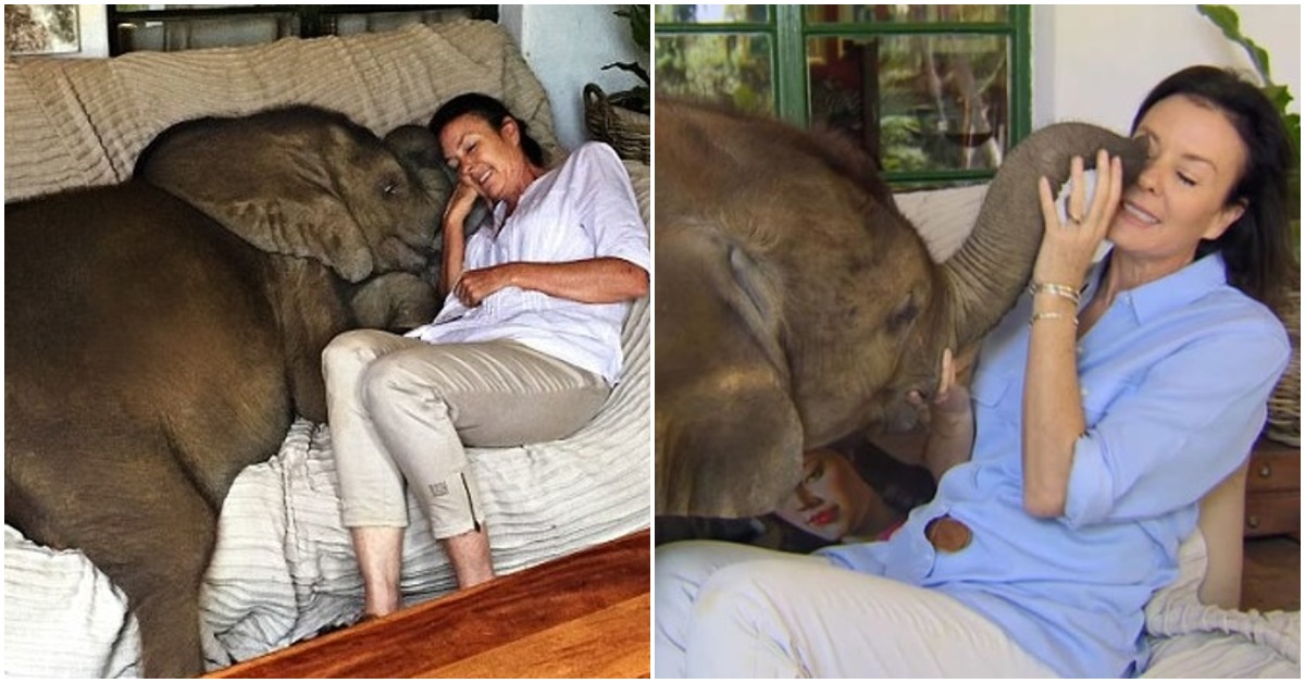 Baby Elephant Follows The Woman Who Saved Him Everywhere, They Are Inseparable