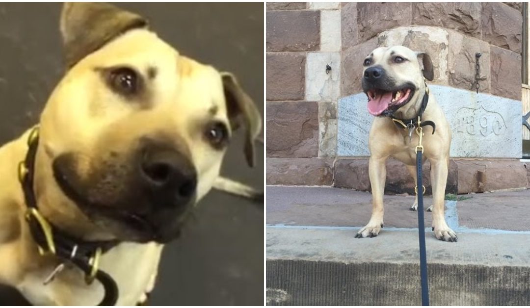 Pit Bull Rescued From A Fighting Ring Flips Out When He Gets Introduced To Treats