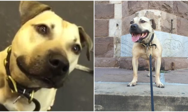 Pit Bull Rescued From A Fighting Ring Flips Out When He Gets Introduced To Treats