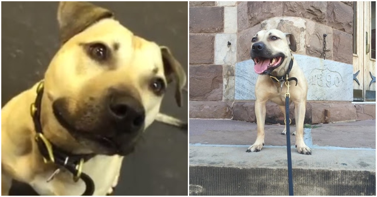 Pit Bull Rescued From A Fighting Ring Flips Out When He Gets Introduced To Treats