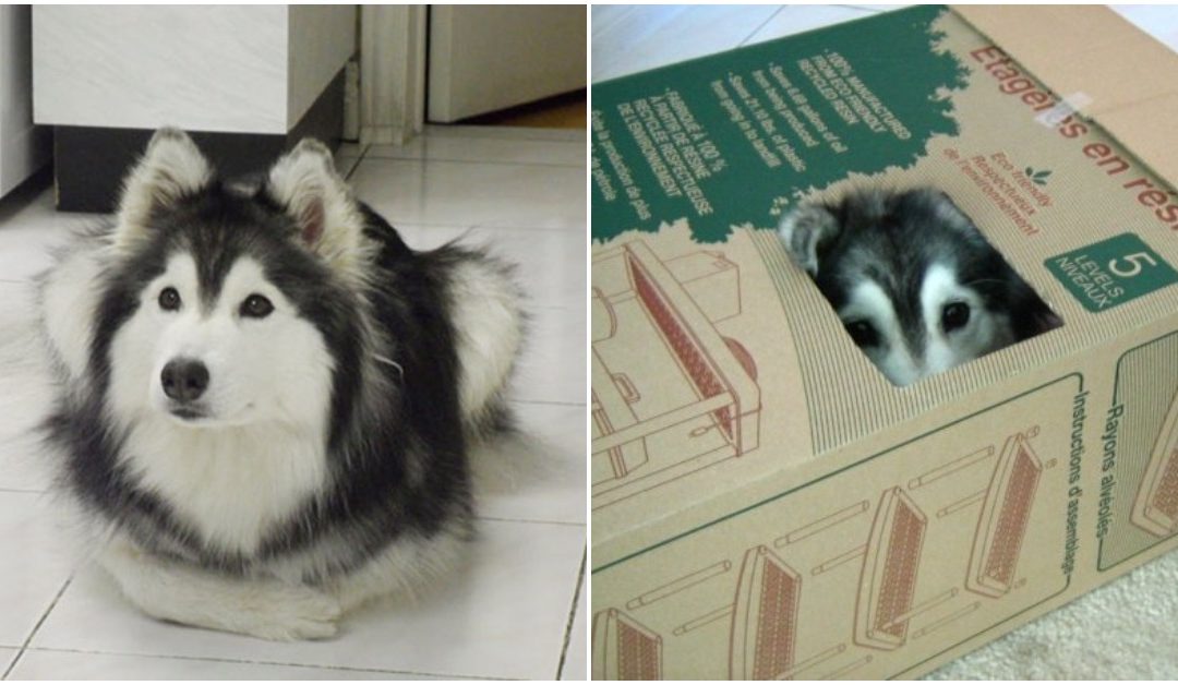 Meet The ‘Kitten’ Husky Raised By Cats