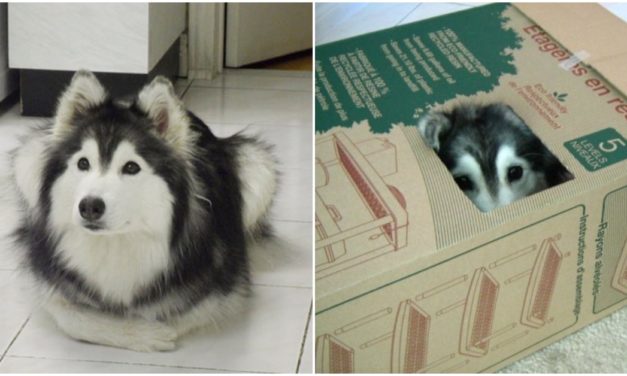 Meet The ‘Kitten’ Husky Raised By Cats