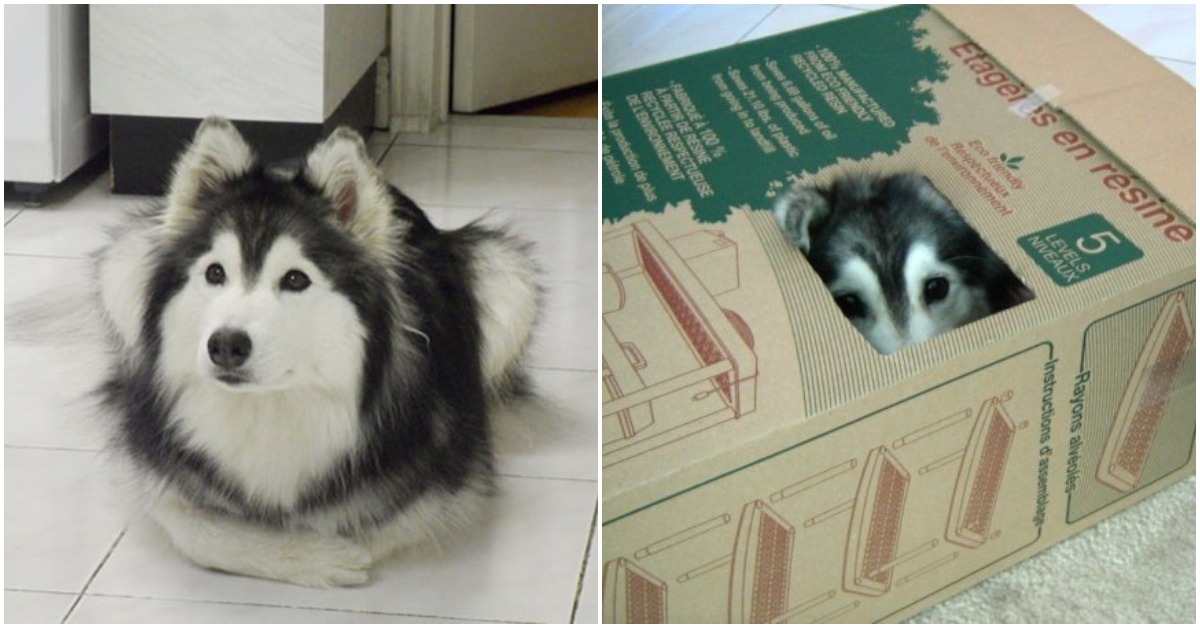 Meet The ‘Kitten’ Husky Raised By Cats