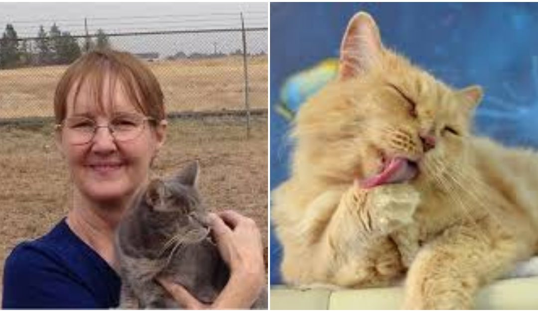 Sanctuary Rescues Blind Cats From Euthanasia And Takes Care For Them