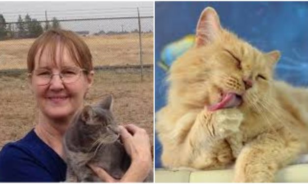 Sanctuary Rescues Blind Cats From Euthanasia And Takes Care For Them