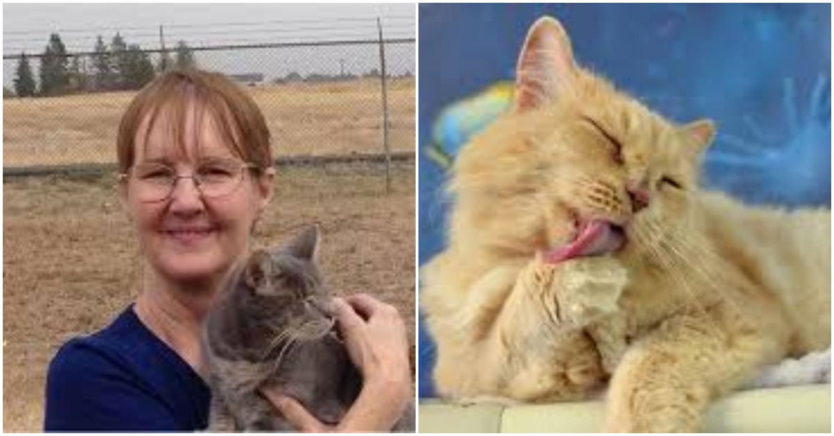 Sanctuary Rescues Blind Cats From Euthanasia And Takes Care For Them