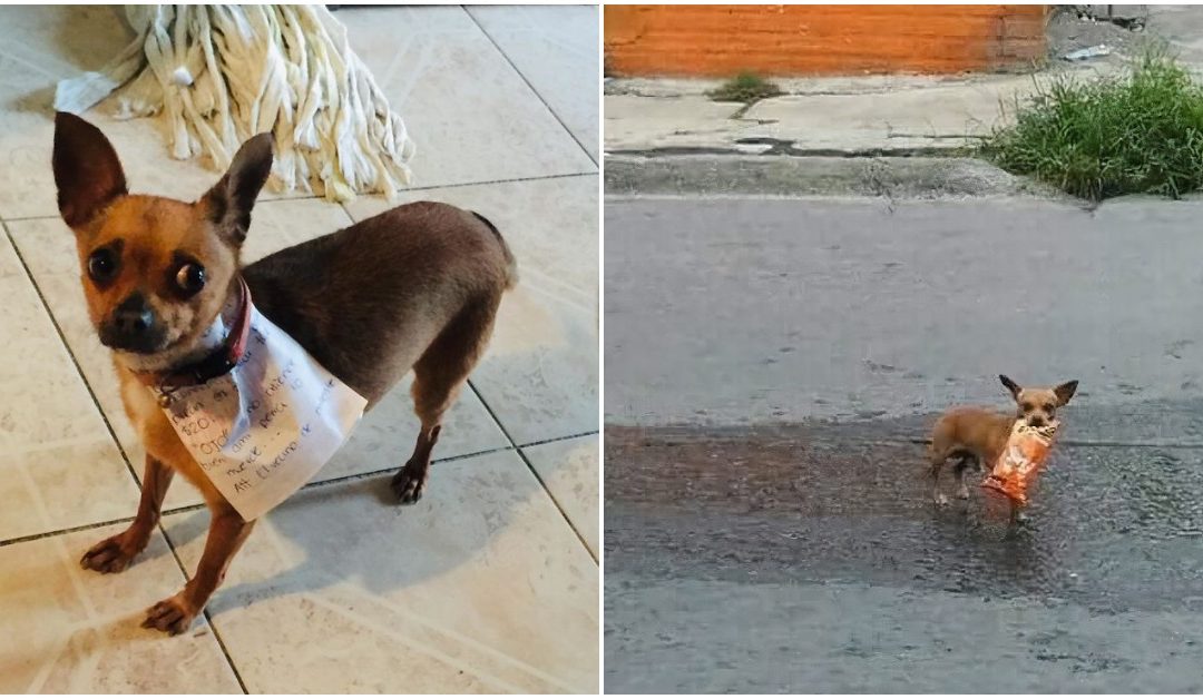 Quarantined Guy Sends His Chihuahua To Buy Him Cheetos And He Actually Delivers