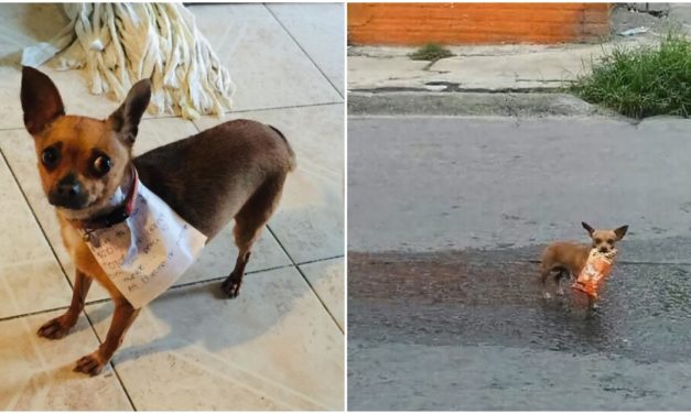Quarantined Guy Sends His Chihuahua To Buy Him Cheetos And He Actually Delivers
