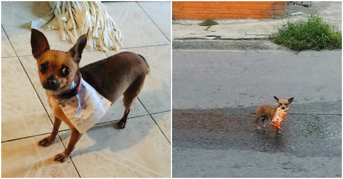 Quarantined Guy Sends His Chihuahua To Buy Him Cheetos And He Actually Delivers
