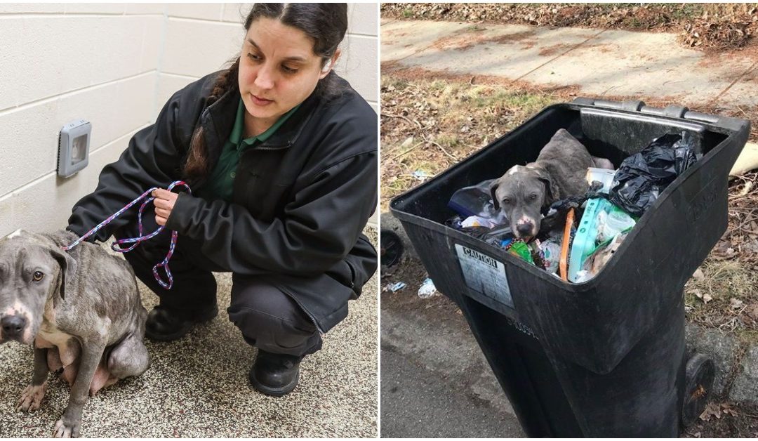 MHS Is Looking For Dog’s Missing Puppies After Finding Her In A Trash Can