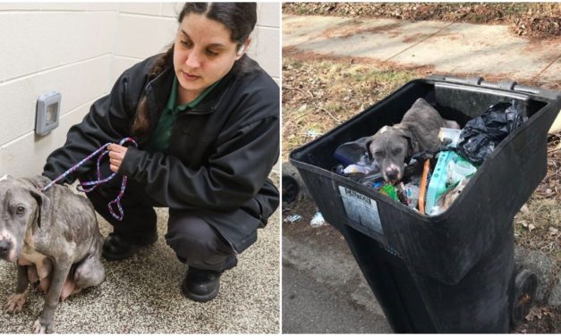 MHS Is Looking For Dog’s Missing Puppies After Finding Her In A Trash Can