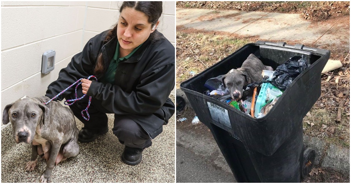 MHS Is Looking For Dog’s Missing Puppies After Finding Her In A Trash Can