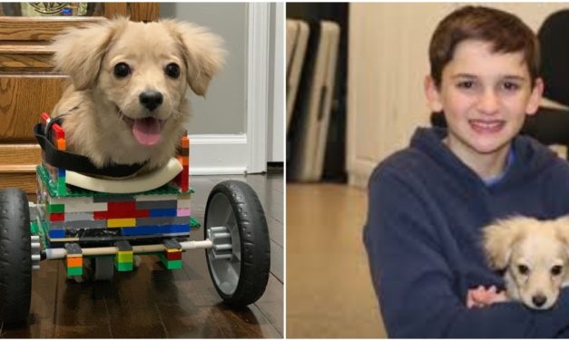 12-Year-Old Boy Designs Lego Wheelchair For Abandoned Disabled Pup
