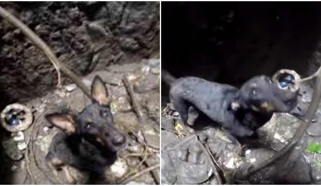 Puppy Can’t Stop Crying When Rescuers Come To Save Her From A Deep Well