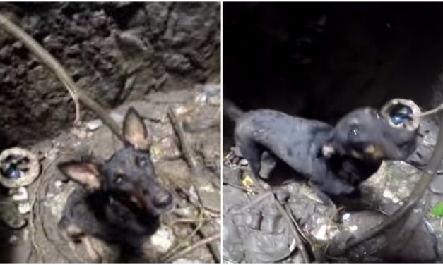 Puppy Can’t Stop Crying When Rescuers Come To Save Her From A Deep Well