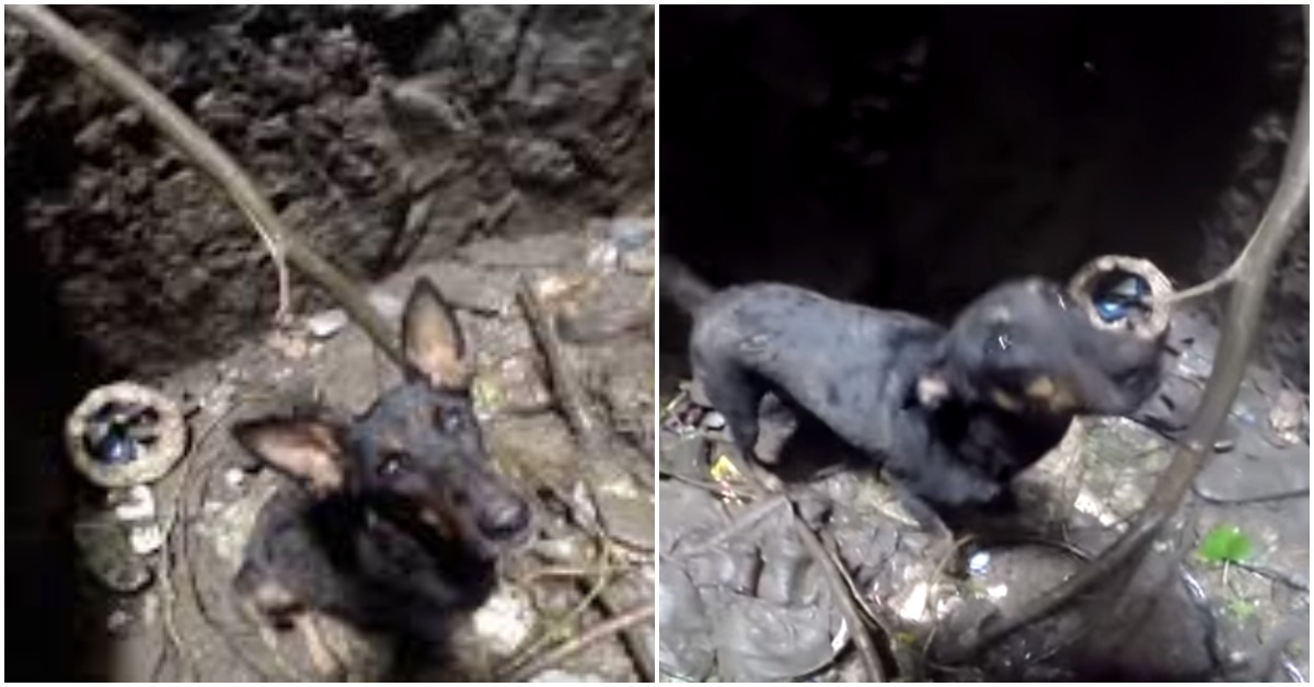 Puppy Can’t Stop Crying When Rescuers Come To Save Her From A Deep Well